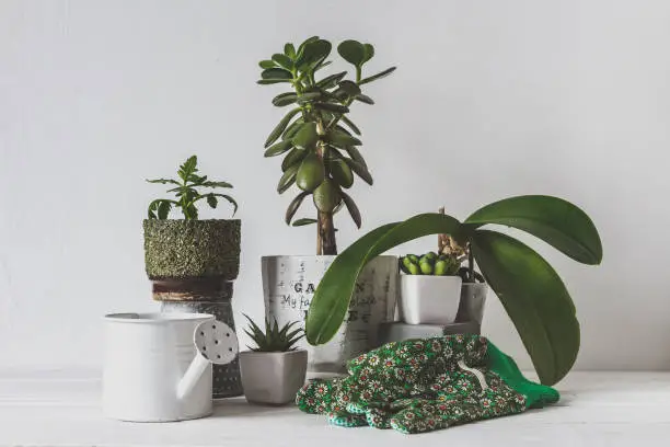 Peace Lily