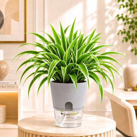 Spider Plant